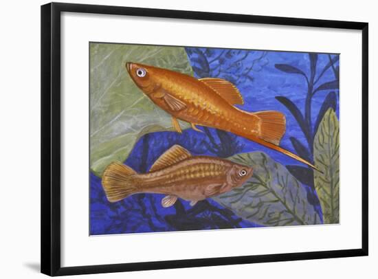 Green Swordtail (Xiphophorus Helleri), Poeciliidae-null-Framed Giclee Print