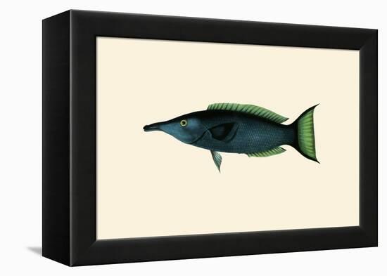 Green Talapat Parrot-John Whitchurch Bennett-Framed Stretched Canvas