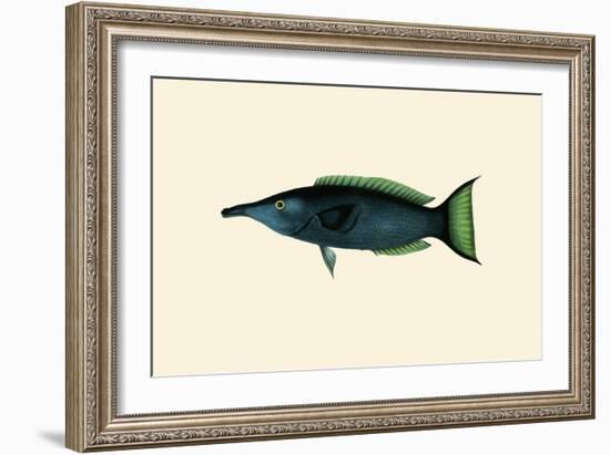 Green Talapat Parrot-John Whitchurch Bennett-Framed Art Print