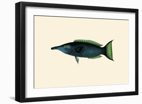 Green Talapat Parrot-John Whitchurch Bennett-Framed Art Print