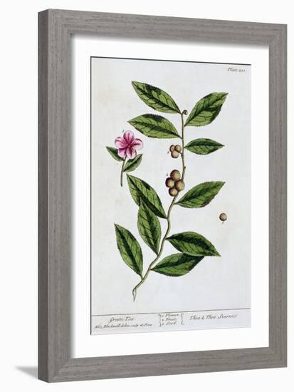 Green tea, 1782-Elizabeth Blackwell-Framed Giclee Print