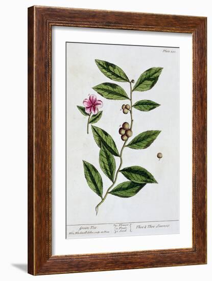 Green tea, 1782-Elizabeth Blackwell-Framed Giclee Print