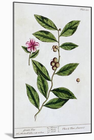 Green tea, 1782-Elizabeth Blackwell-Mounted Giclee Print