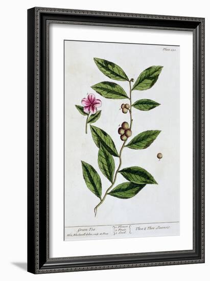 Green tea, 1782-Elizabeth Blackwell-Framed Giclee Print