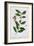 Green tea, 1782-Elizabeth Blackwell-Framed Giclee Print