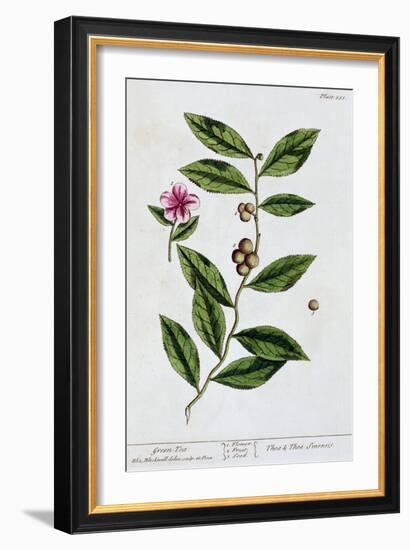 Green tea, 1782-Elizabeth Blackwell-Framed Giclee Print