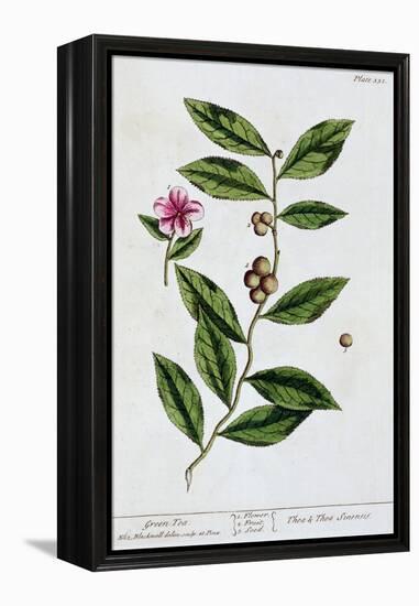 Green tea, 1782-Elizabeth Blackwell-Framed Premier Image Canvas