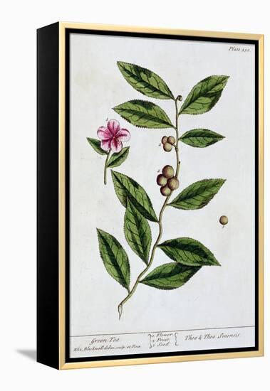 Green tea, 1782-Elizabeth Blackwell-Framed Premier Image Canvas