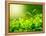 Green Tea Bud and Fresh Leaves, Tea Plantations, Nature of Kerala, India-f9photos-Framed Premier Image Canvas