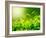 Green Tea Bud and Fresh Leaves, Tea Plantations, Nature of Kerala, India-f9photos-Framed Photographic Print