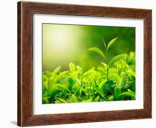 Green Tea Bud and Fresh Leaves, Tea Plantations, Nature of Kerala, India-f9photos-Framed Photographic Print