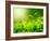 Green Tea Bud and Fresh Leaves, Tea Plantations, Nature of Kerala, India-f9photos-Framed Photographic Print