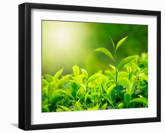 Green Tea Bud and Fresh Leaves, Tea Plantations, Nature of Kerala, India-f9photos-Framed Photographic Print