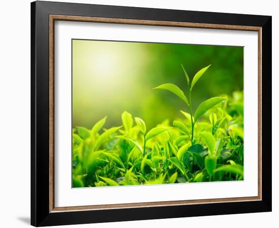 Green Tea Bud and Fresh Leaves, Tea Plantations, Nature of Kerala, India-f9photos-Framed Photographic Print