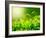 Green Tea Bud and Fresh Leaves, Tea Plantations, Nature of Kerala, India-f9photos-Framed Photographic Print