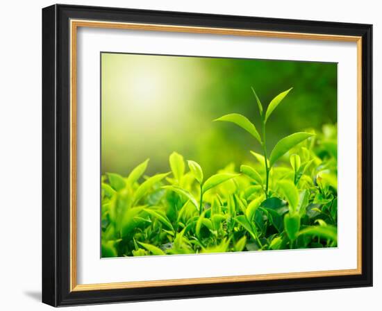 Green Tea Bud and Fresh Leaves, Tea Plantations, Nature of Kerala, India-f9photos-Framed Photographic Print