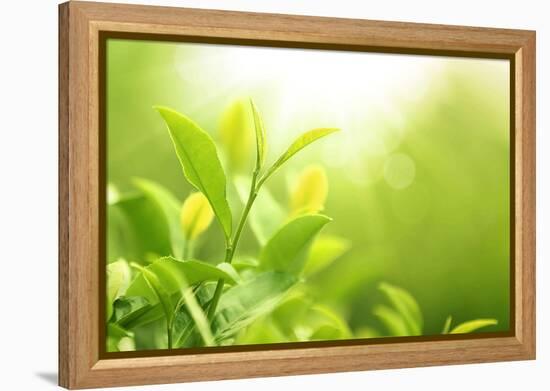 Green Tea Bud and Leaves.Shallow Dof.-Liang Zhang-Framed Premier Image Canvas