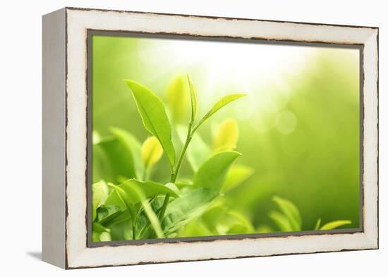 Green Tea Bud and Leaves.Shallow Dof.-Liang Zhang-Framed Premier Image Canvas