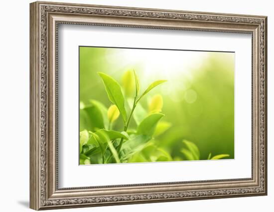 Green Tea Bud and Leaves.Shallow Dof.-Liang Zhang-Framed Photographic Print