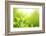 Green Tea Bud and Leaves.Shallow Dof.-Liang Zhang-Framed Photographic Print