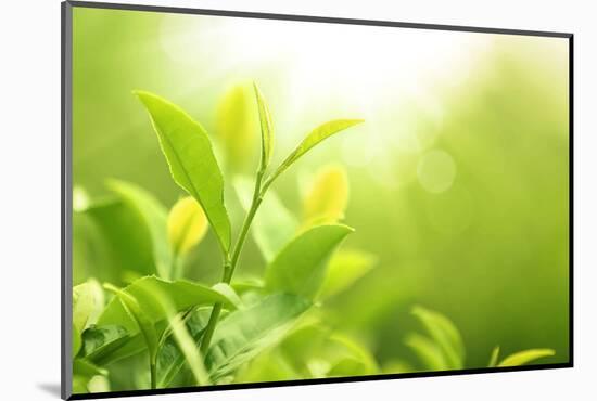 Green Tea Bud and Leaves.Shallow Dof.-Liang Zhang-Mounted Photographic Print