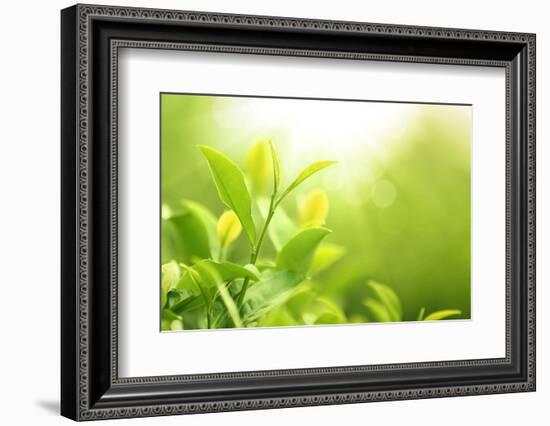 Green Tea Bud and Leaves.Shallow Dof.-Liang Zhang-Framed Photographic Print