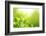 Green Tea Bud and Leaves.Shallow Dof.-Liang Zhang-Framed Photographic Print