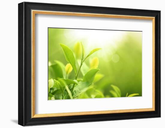 Green Tea Bud and Leaves.Shallow Dof.-Liang Zhang-Framed Photographic Print