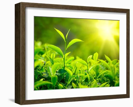 Green Tea Bud and Leaves. Tea Plantations, Kerala, India-f9photos-Framed Photographic Print