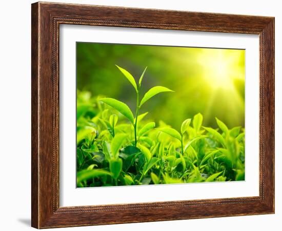 Green Tea Bud and Leaves. Tea Plantations, Kerala, India-f9photos-Framed Photographic Print