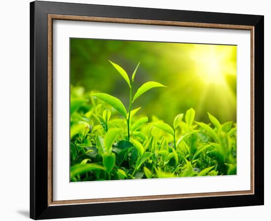 Green Tea Bud and Leaves. Tea Plantations, Kerala, India-f9photos-Framed Photographic Print