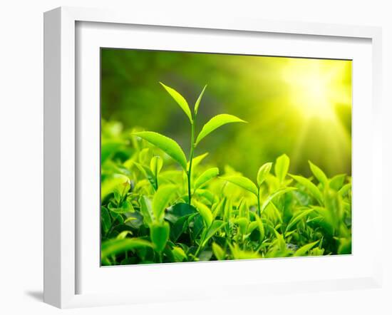 Green Tea Bud and Leaves. Tea Plantations, Kerala, India-f9photos-Framed Photographic Print