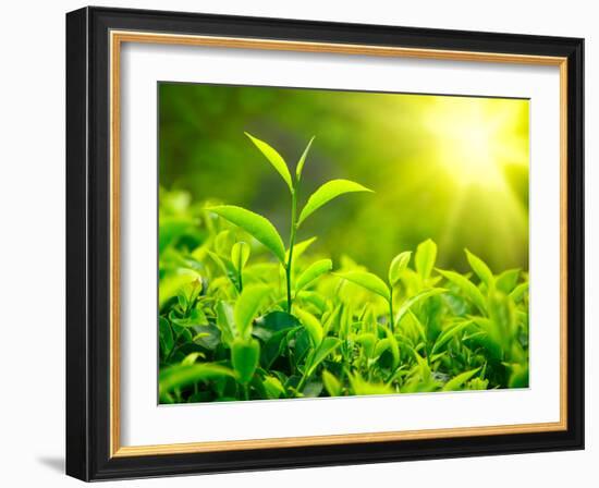 Green Tea Bud and Leaves. Tea Plantations, Kerala, India-f9photos-Framed Photographic Print