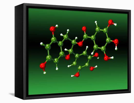Green Tea Molecule-Dr. Mark J.-Framed Premier Image Canvas