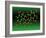 Green Tea Molecule-Dr. Mark J.-Framed Photographic Print