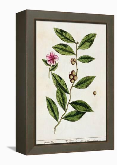 Green Tea, Plate 351 from A Curious Herbal, Published 1782-Elizabeth Blackwell-Framed Premier Image Canvas