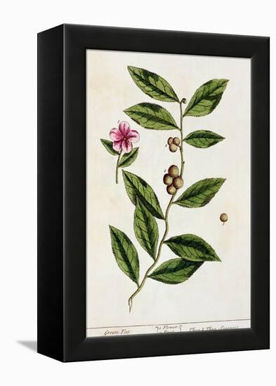 Green Tea, Plate 351 from A Curious Herbal, Published 1782-Elizabeth Blackwell-Framed Premier Image Canvas