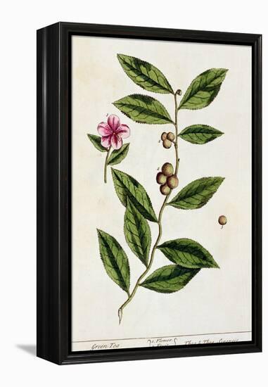 Green Tea, Plate 351 from A Curious Herbal, Published 1782-Elizabeth Blackwell-Framed Premier Image Canvas