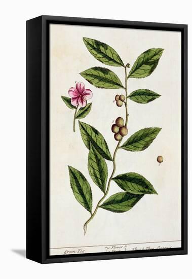 Green Tea, Plate 351 from A Curious Herbal, Published 1782-Elizabeth Blackwell-Framed Premier Image Canvas