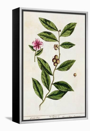 Green Tea, Plate 351 from A Curious Herbal, Published 1782-Elizabeth Blackwell-Framed Premier Image Canvas