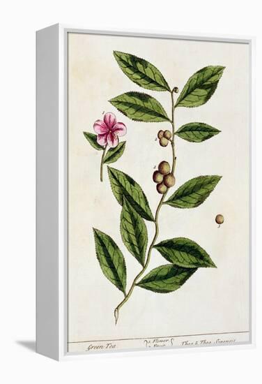 Green Tea, Plate 351 from A Curious Herbal, Published 1782-Elizabeth Blackwell-Framed Premier Image Canvas