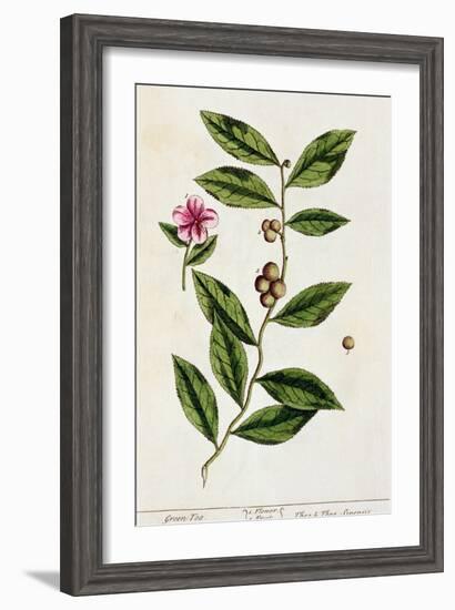 Green Tea, Plate 351 from A Curious Herbal, Published 1782-Elizabeth Blackwell-Framed Giclee Print