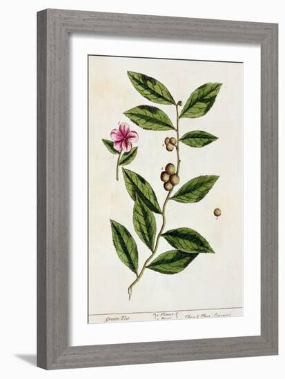 Green Tea, Plate 351 from A Curious Herbal, Published 1782-Elizabeth Blackwell-Framed Giclee Print