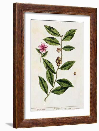 Green Tea, Plate 351 from A Curious Herbal, Published 1782-Elizabeth Blackwell-Framed Giclee Print