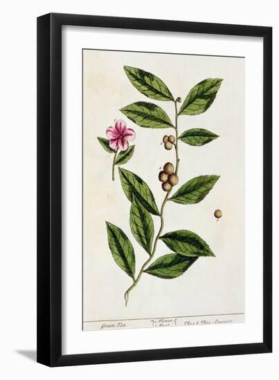 Green Tea, Plate 351 from A Curious Herbal, Published 1782-Elizabeth Blackwell-Framed Giclee Print