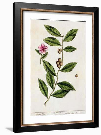 Green Tea, Plate 351 from A Curious Herbal, Published 1782-Elizabeth Blackwell-Framed Giclee Print