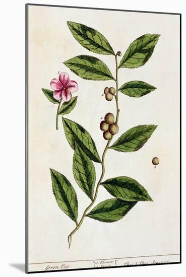 Green Tea, Plate 351 from A Curious Herbal, Published 1782-Elizabeth Blackwell-Mounted Giclee Print