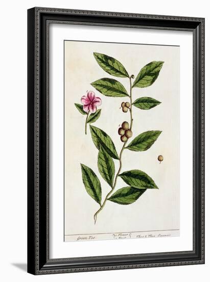 Green Tea, Plate 351 from A Curious Herbal, Published 1782-Elizabeth Blackwell-Framed Giclee Print