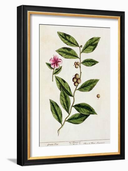 Green Tea, Plate 351 from A Curious Herbal, Published 1782-Elizabeth Blackwell-Framed Giclee Print