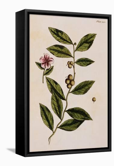 Green Tea-Elizabeth Blackwell-Framed Premier Image Canvas